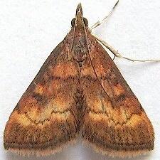 Pyrausta californicalis