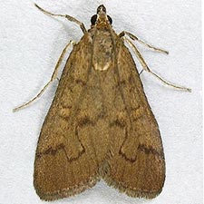 Diastictis caecalis