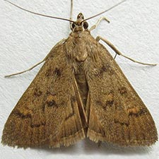 Diastictis caecalis