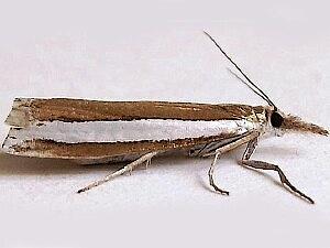 Crambus unistriatellus