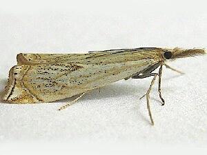 Crambus gausapalis