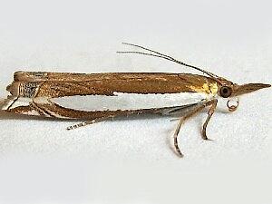 Crambus leachellus