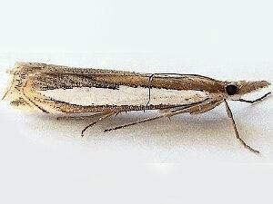 Crambus cypridalis