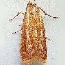 Dioryctria rossi