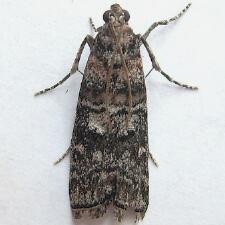 Dioryctria pentictonella