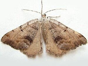 Macaria quadrilinearia