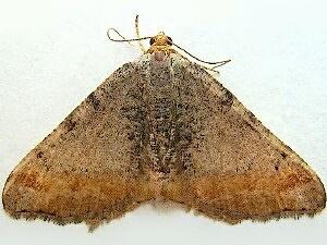 Macaria adonis