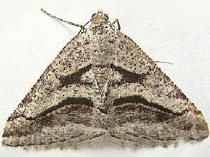 Digrammia curvata