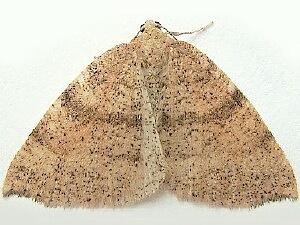 Drepanulatrix falcataria