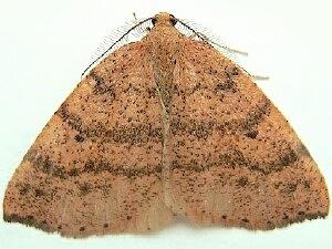 Drepanulatrix falcataria