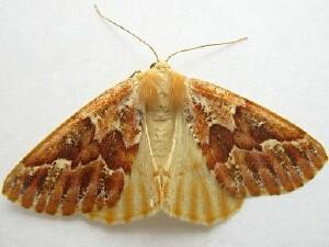 Caripeta suffusata