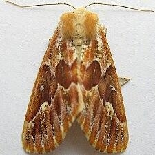 Caripeta suffusata