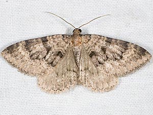 Archirhoe associata