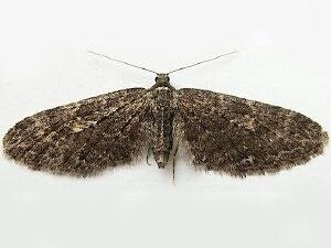 Eupithecia bryanti