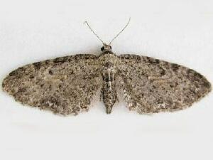 Eupithecia lachrymosa