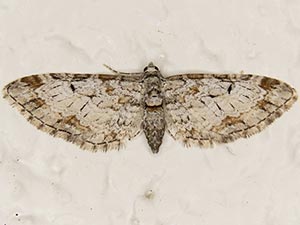 Eupithecia zelmira