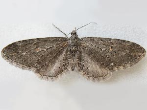 Eupithecia gilvipennata