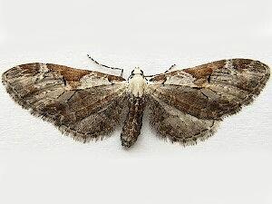 Eupithecia nevadata