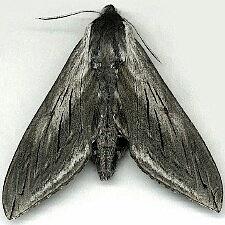 Sphinx perelegans