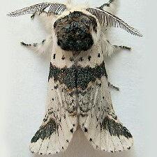 Furcula scolopendrina