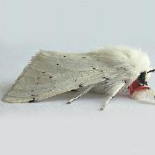 Spilosoma vestalis