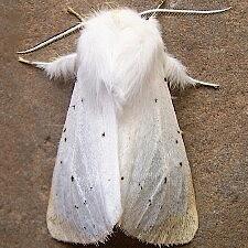 Spilosoma vestalis