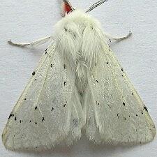 Spilosoma vestalis