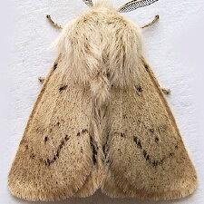 Spilosoma vagans