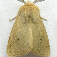 Spilosoma vagans