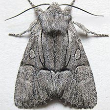 Eremobina unicincta