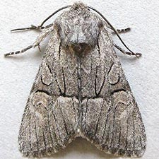 Eremobina unicincta