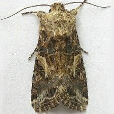 Spodoptera praefica