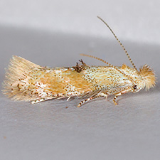 Bucculatrix luteella