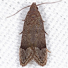 Anacampsis nr. conclusella 1