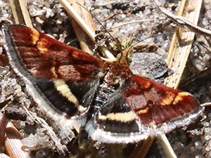 Pyrausta tuolumnalis