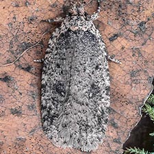 Agonopterix paulae