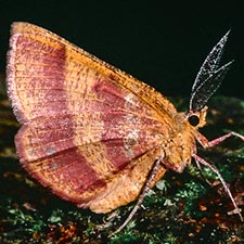 Erastria coloraria