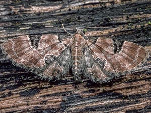 Eupithecia bowmani