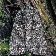 Acronicta tristis