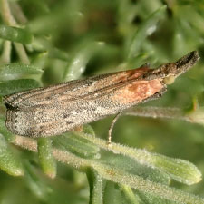 Lipographis truncatella