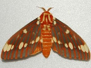 Citheronia regalis