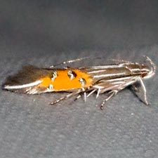 Cosmopterix quadrilineella