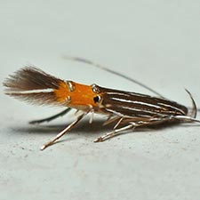 Cosmopterix dapifera