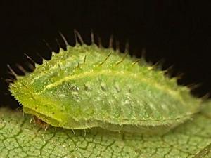 Lithacodes fasciola