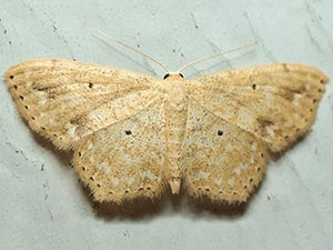 Scopula compensata