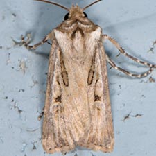 Agrotis arenarius