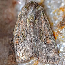 Lacinipolia parvula