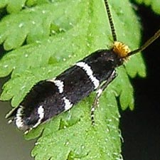 Eudarcia simulatricella