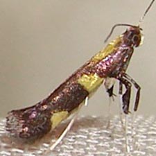 Caloptilia anthobaphes