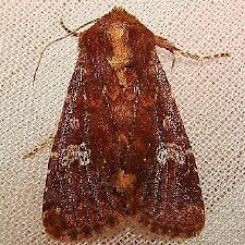 Sideridis congermana